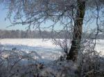 090118-lvdv-bomen.jpg